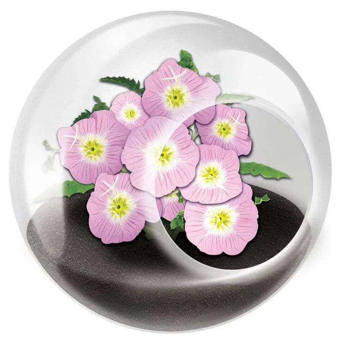 Tiny Terrarium Flowering Plants – Pretty Primrose